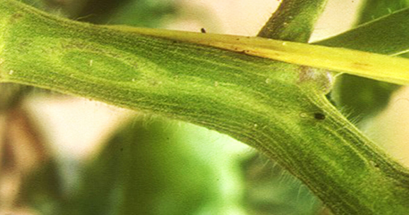 Enfermedad CAM235