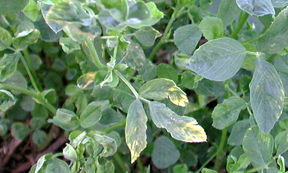 Enfermedad CAM248