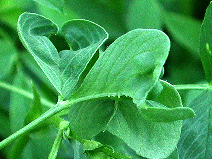 Enfermedad CAM254