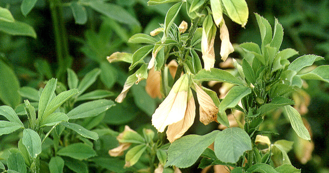 Enfermedad CAM261
