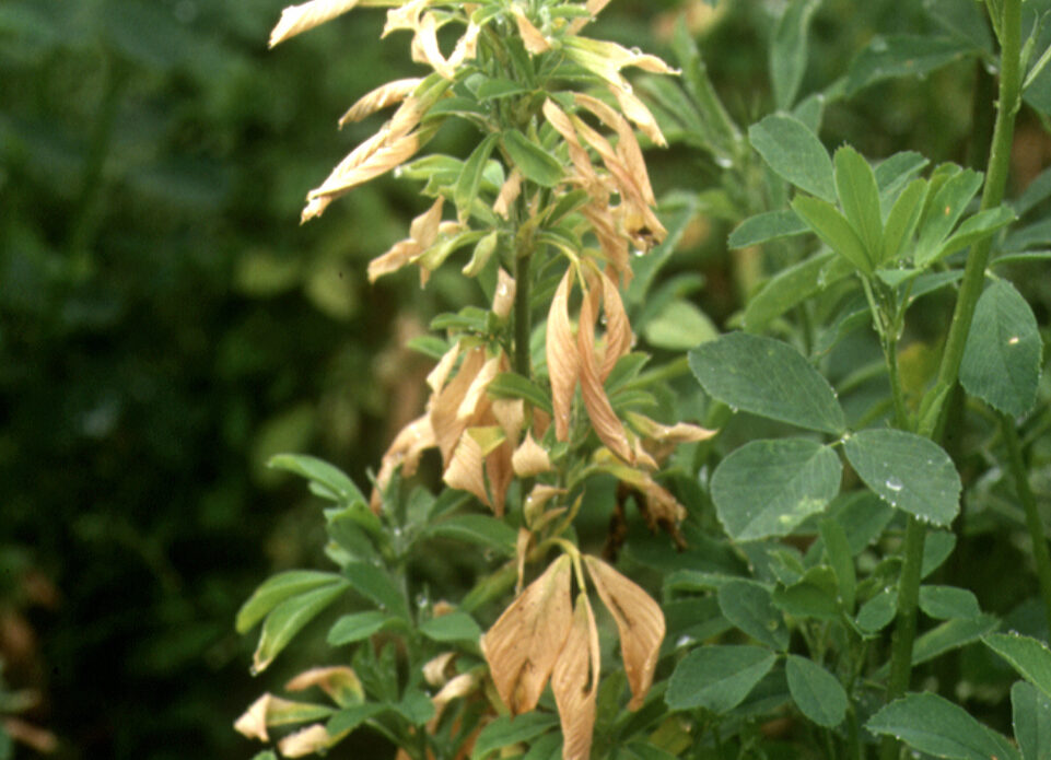 Enfermedad CAM262