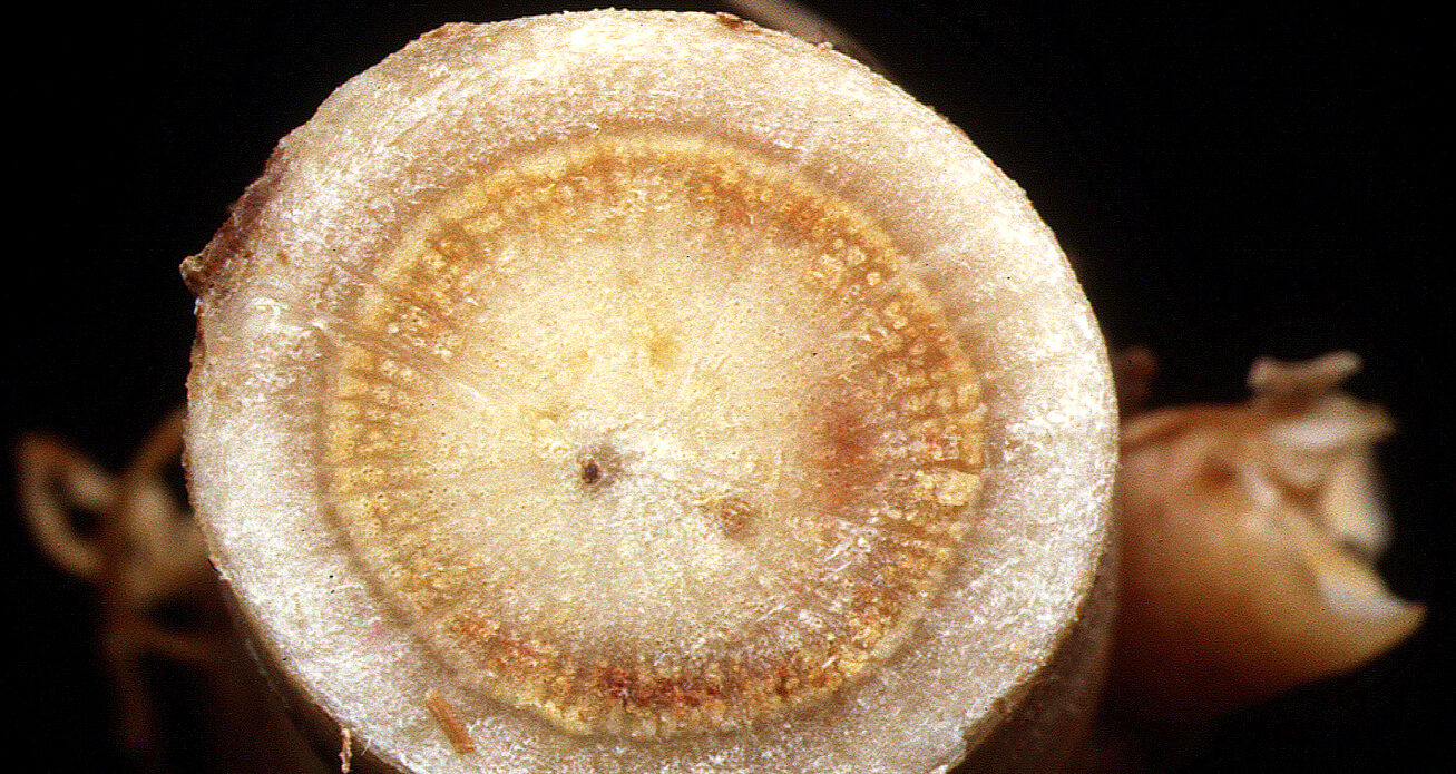 Enfermedad CAM264
