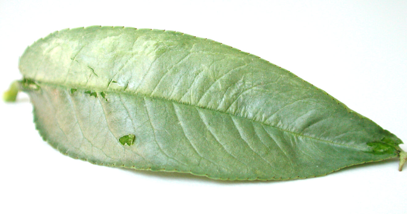 Enfermedad CAM 290.JPG