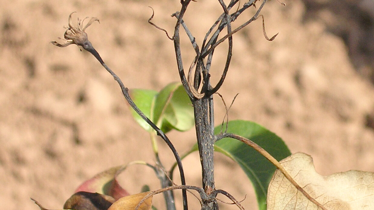 Enfermedad CAM317