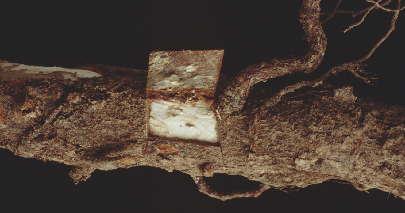 Enfermedad CAM 359