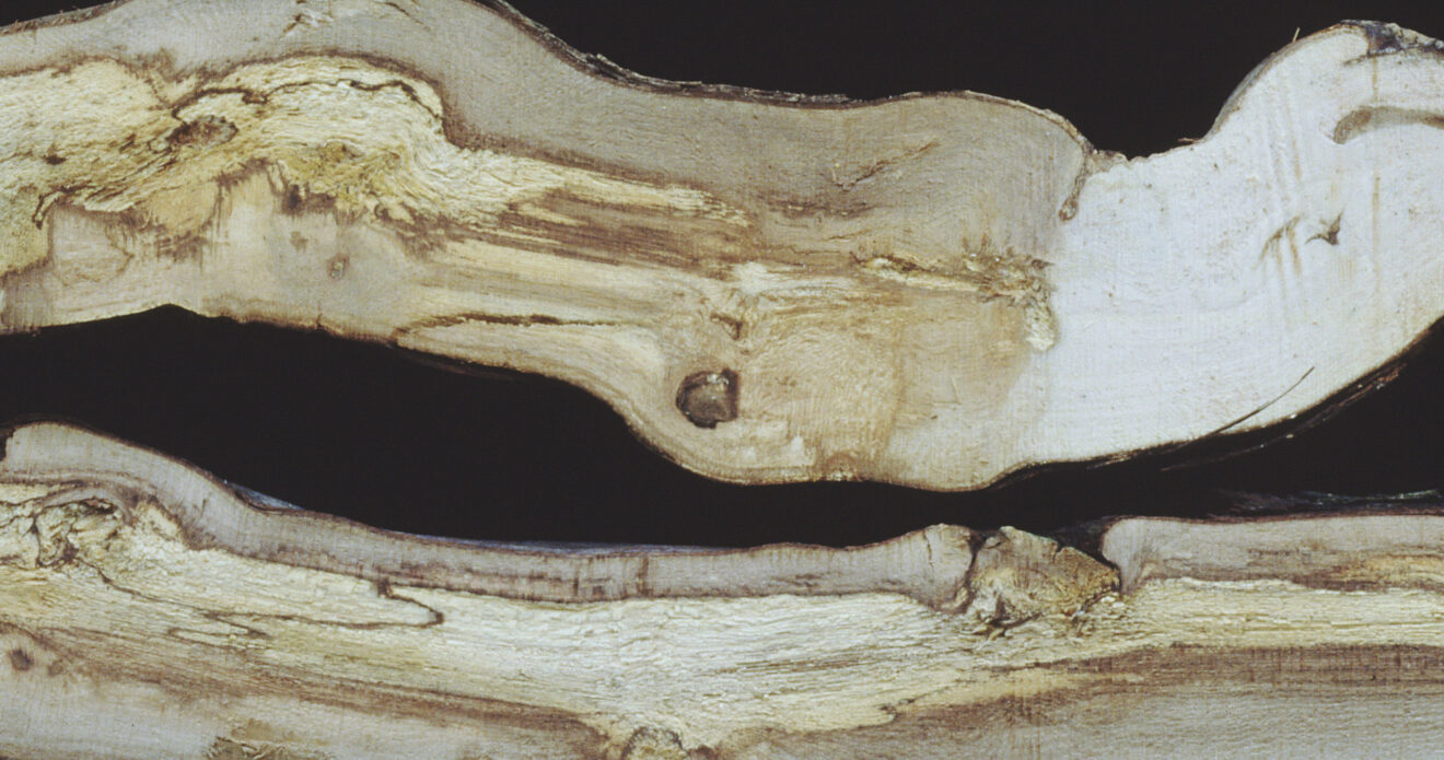 Enfermedad CAM377
