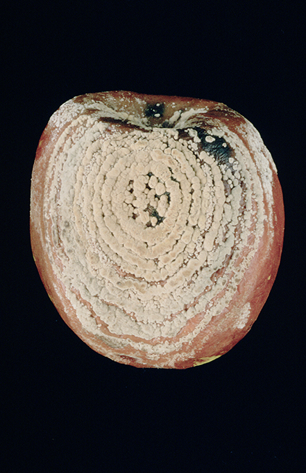 Enfermedad CAM510