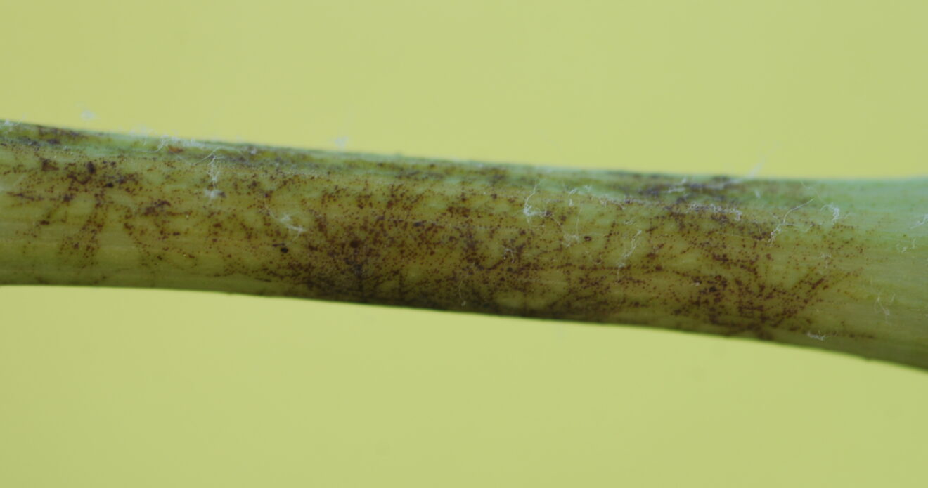Enfermedad DOG54