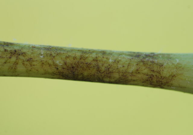 DOG54