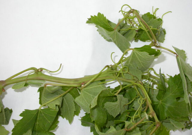 ITA57