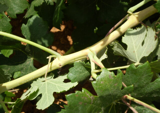ITA60