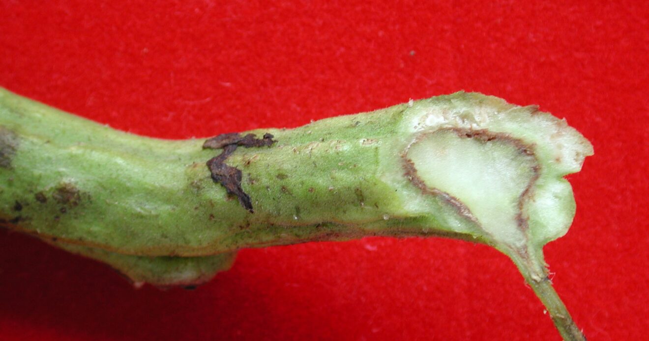 Enfermedad JLP4
