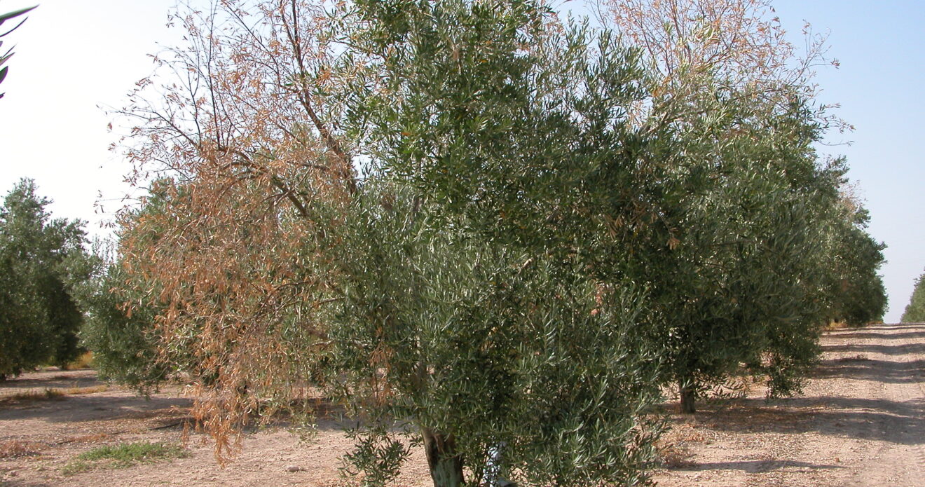 Enfermedad JPS124