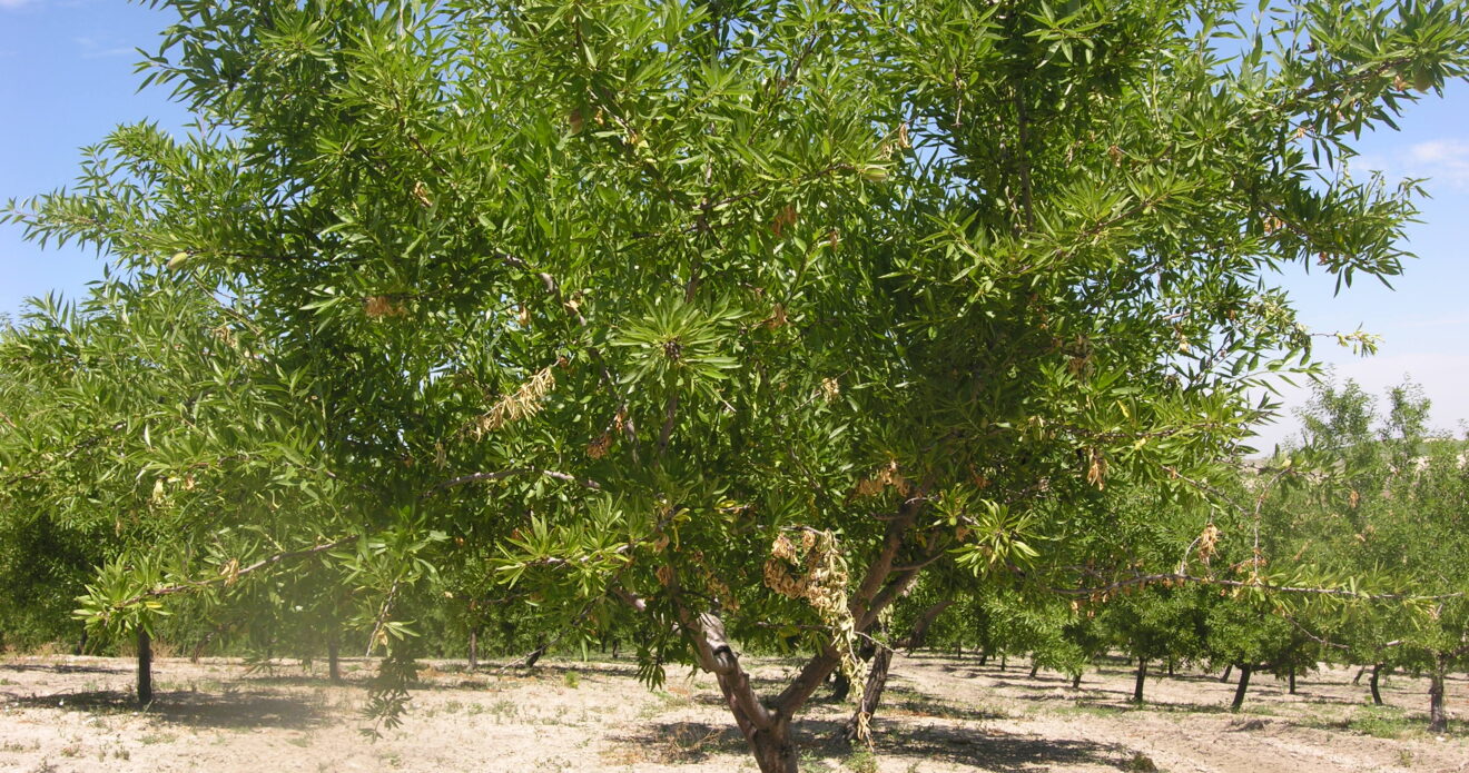 Enfermedad JPS33