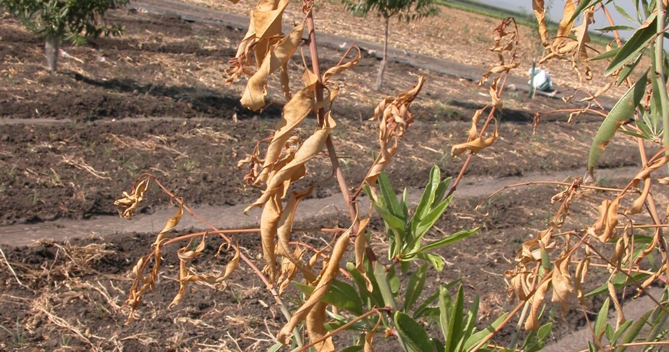 Enfermedad JPS6