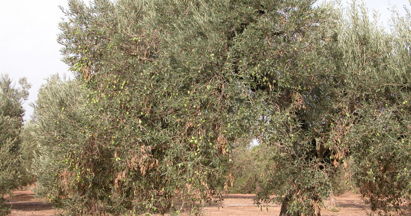 Enfermedad JPS83