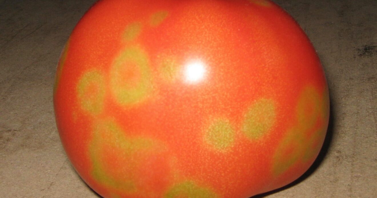 Enfermedad LAF24