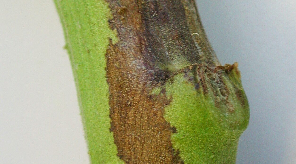 Enfermedad LAF25