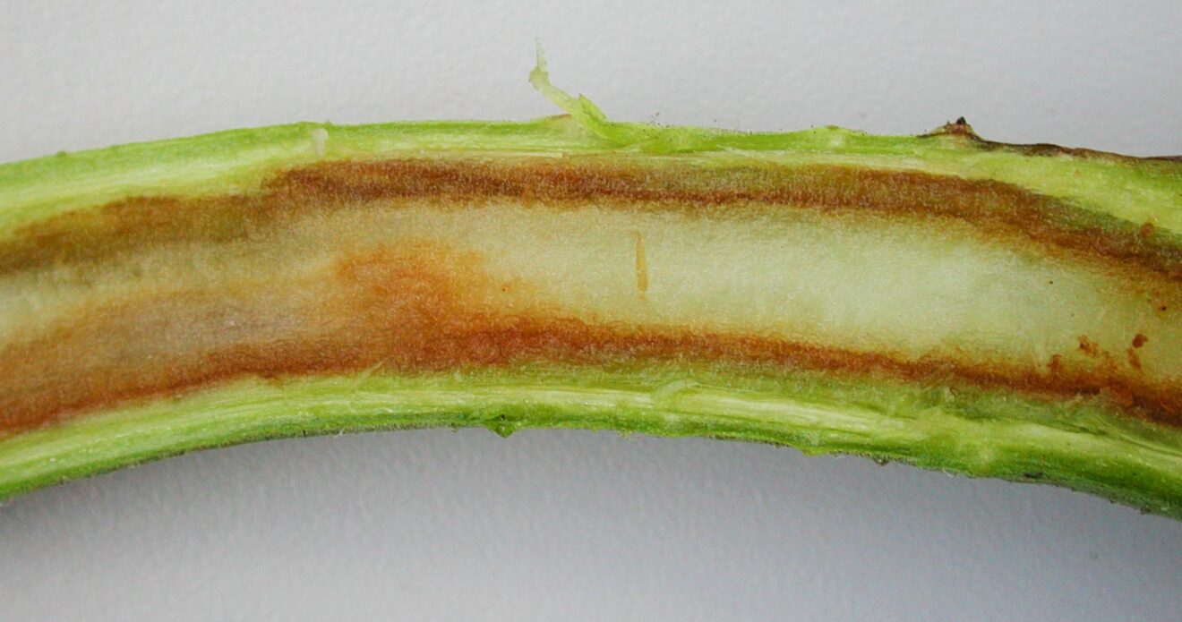 Enfermedad LAF26