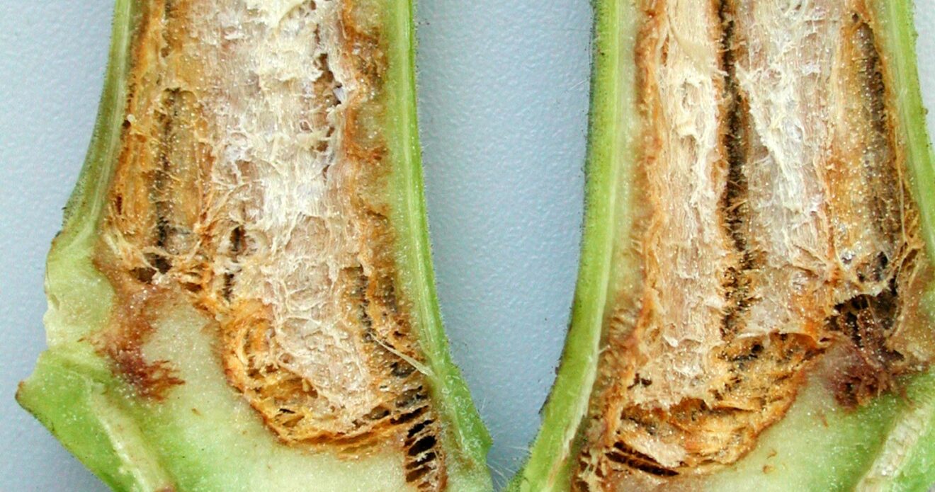 Enfermedad LAF27