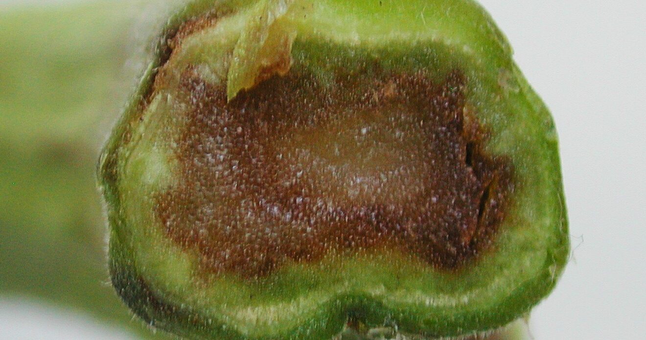 Enfermedad LAF29