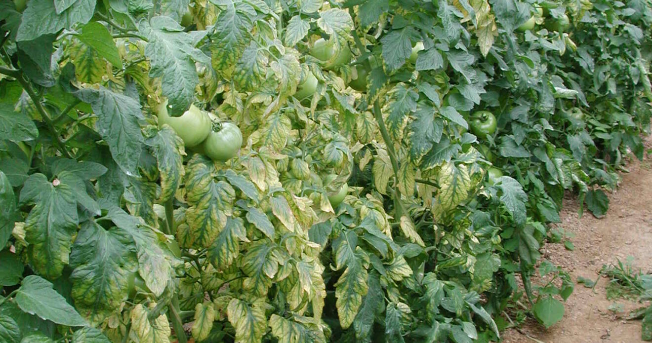 Enfermedad LAF41