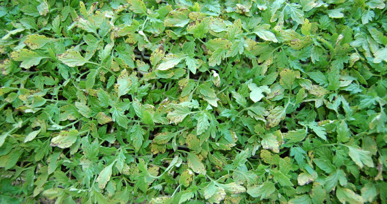 Enfermedad RSM1