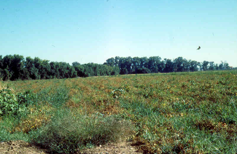 Enfermedad RSM130