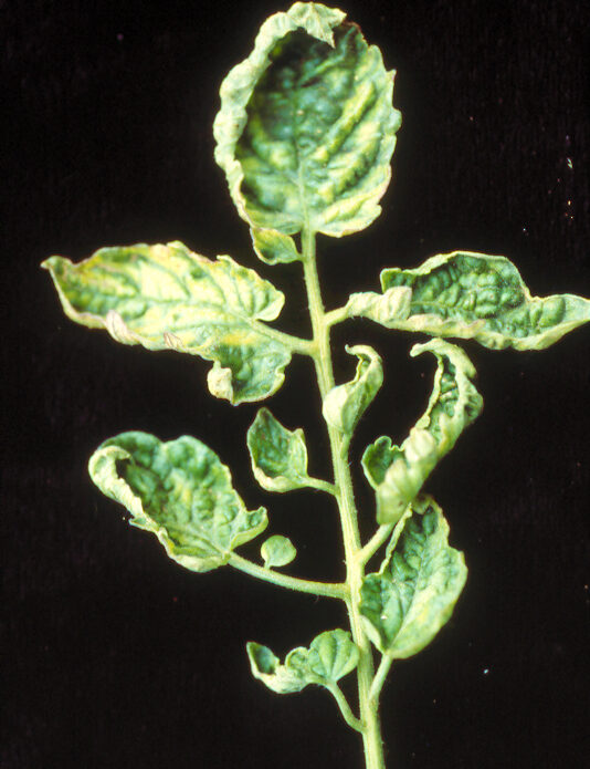 Enfermedad RSM157