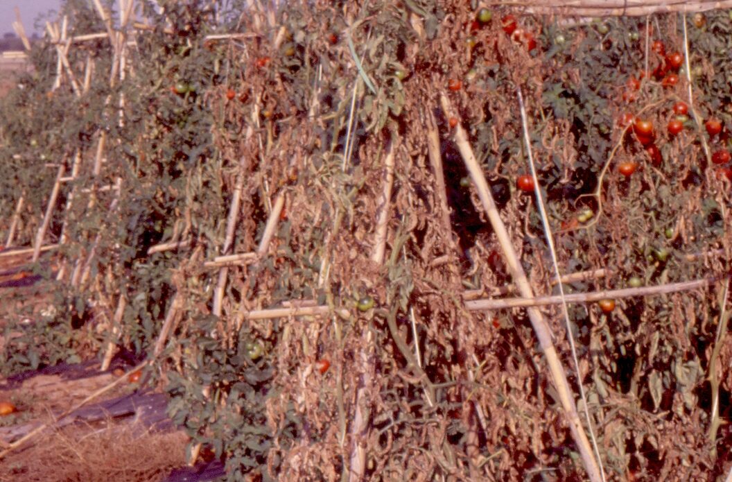 Enfermedad RSM24