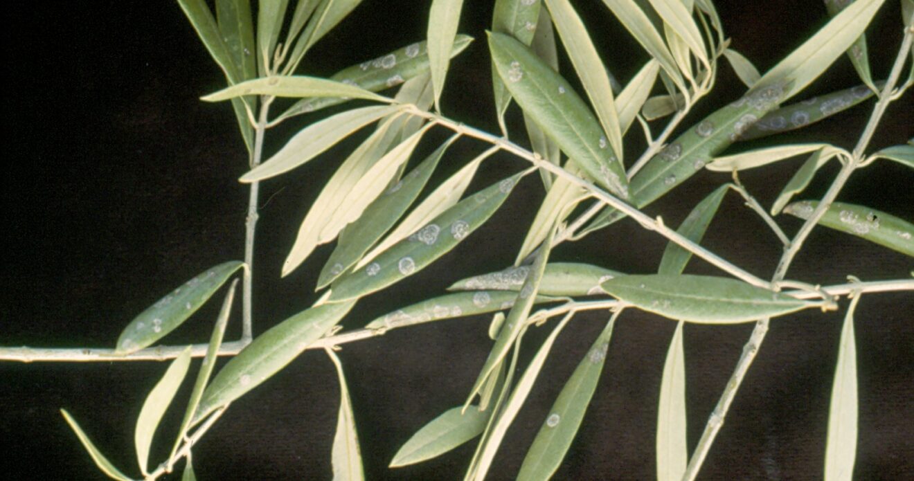 Enfermedad RSM244