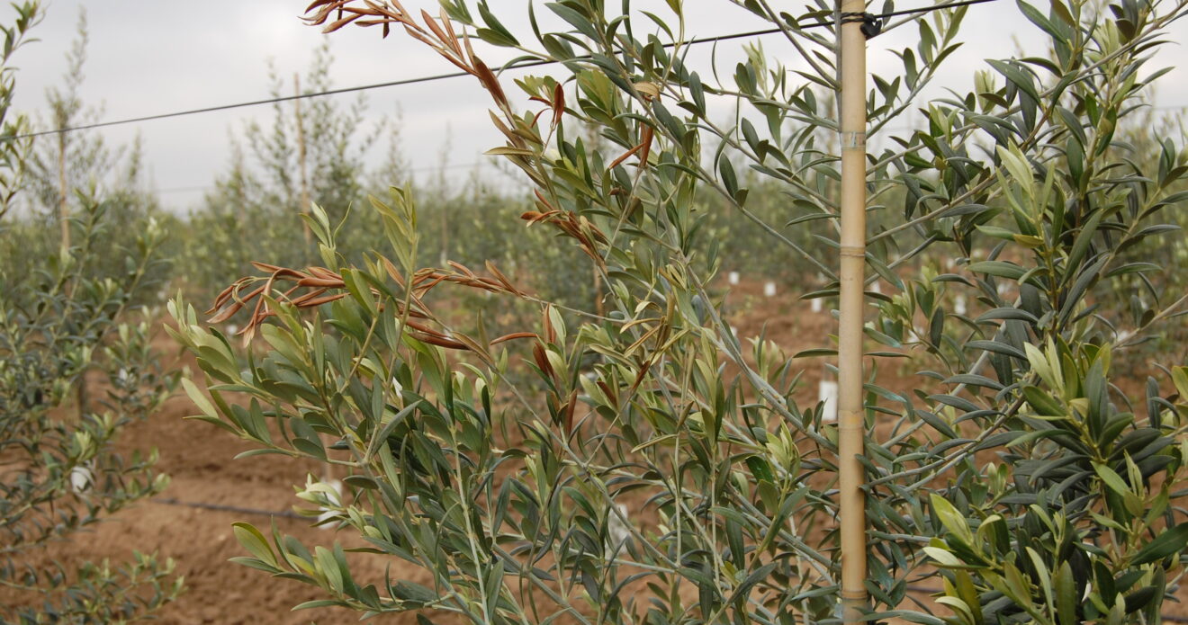 Enfermedad RSM256