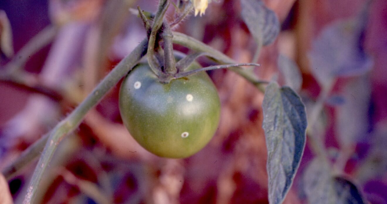 Enfermedad RSM27