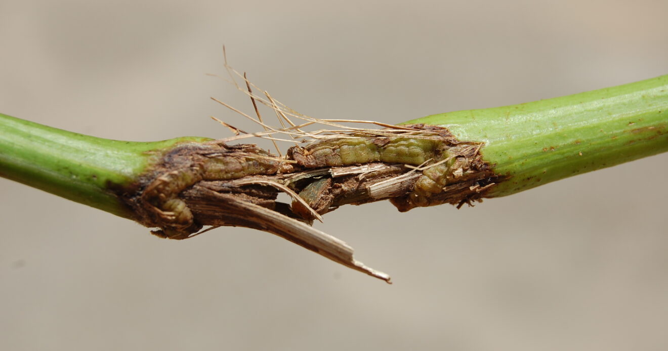 Enfermedad RSM276