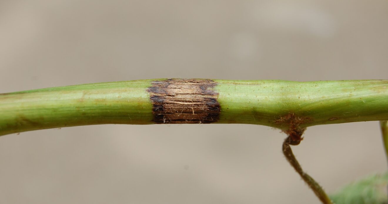 Enfermedad RSM277