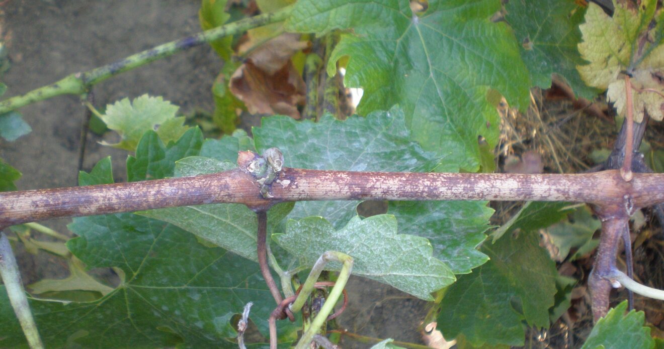 Enfermedad RSM366