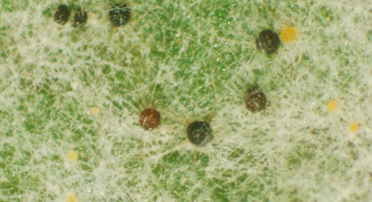 Enfermedad RSM371