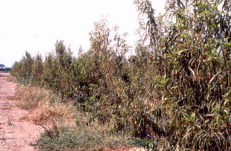 Enfermedad RSM389
