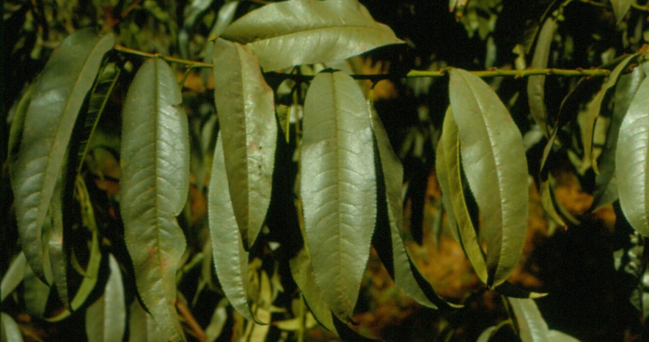 Enfermedad RSM394
