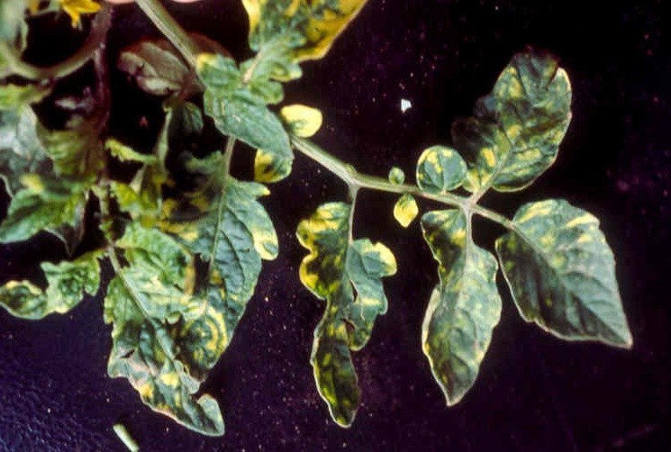 Enfermedad RSM47