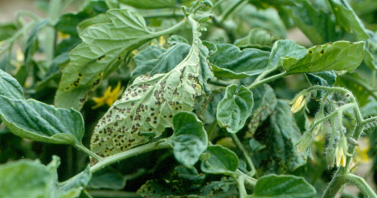 Enfermedad RSM7