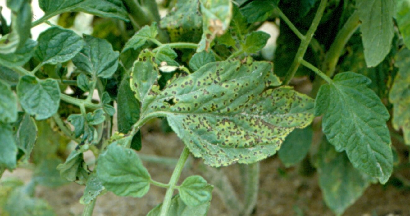 Enfermedad RSM8