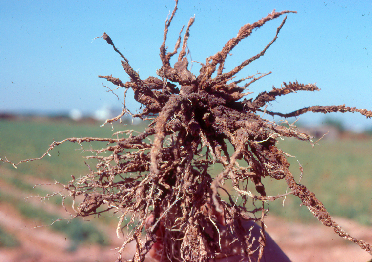 Enfermedad SBA12