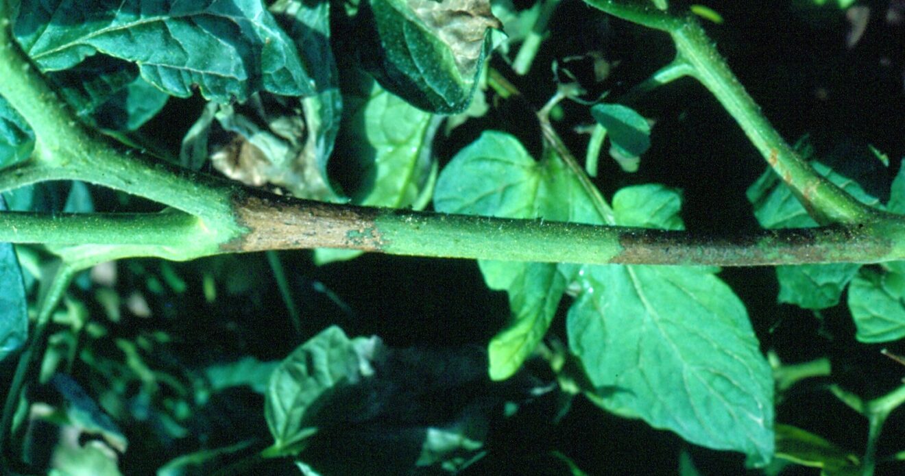 Enfermedad SBA26