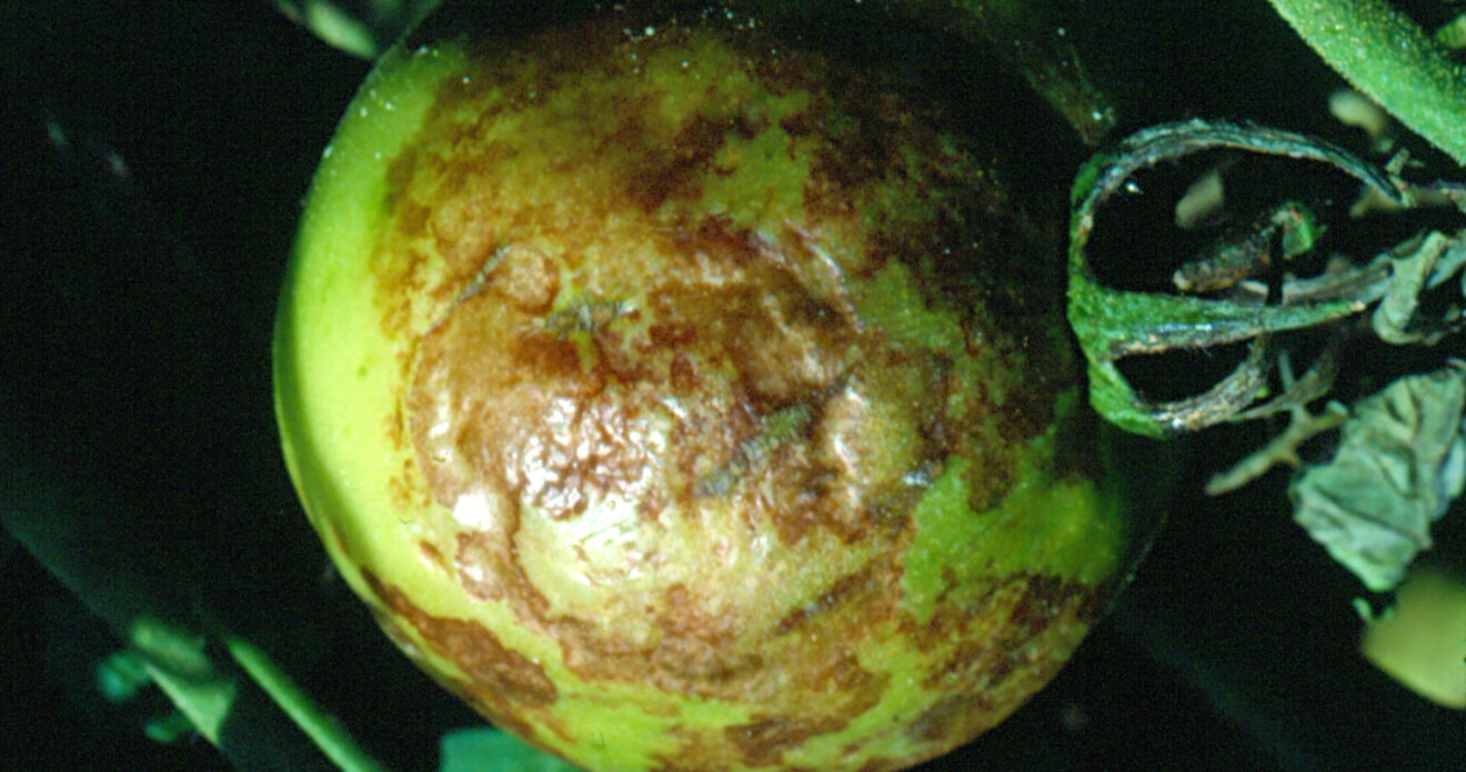 Enfermedad SBA29
