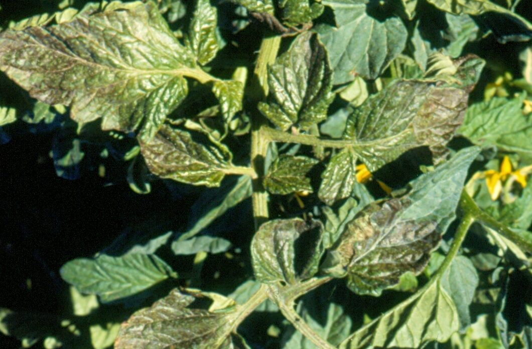 Enfermedad SBA30