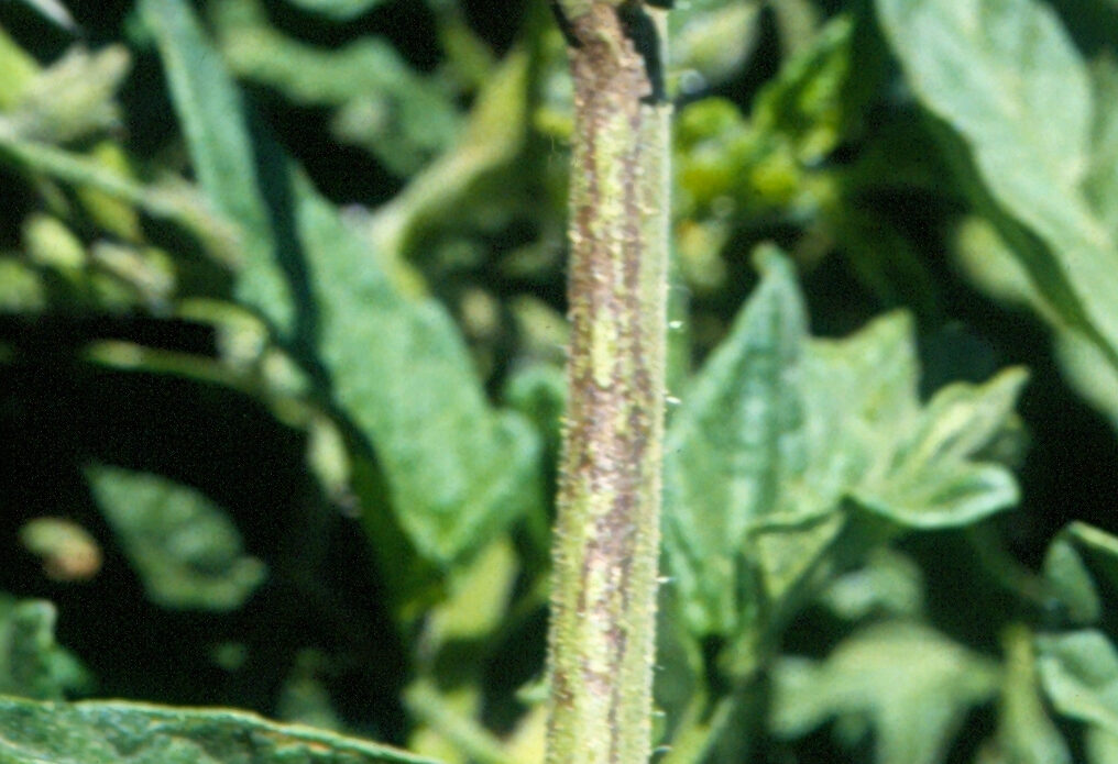 Enfermedad SBA40