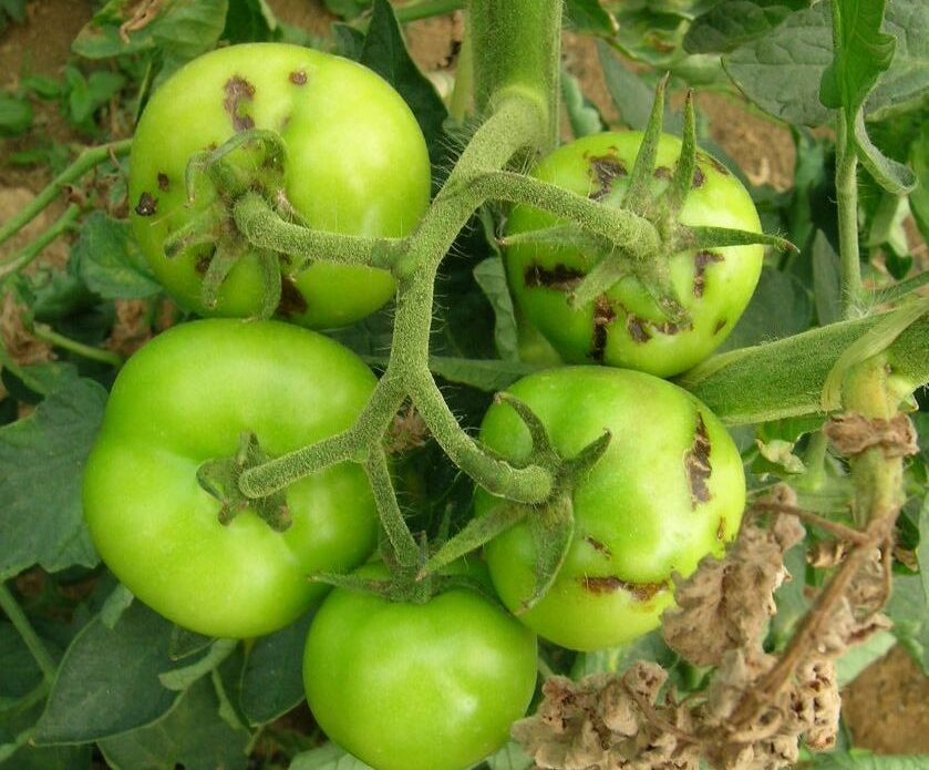 Enfermedad TTT8