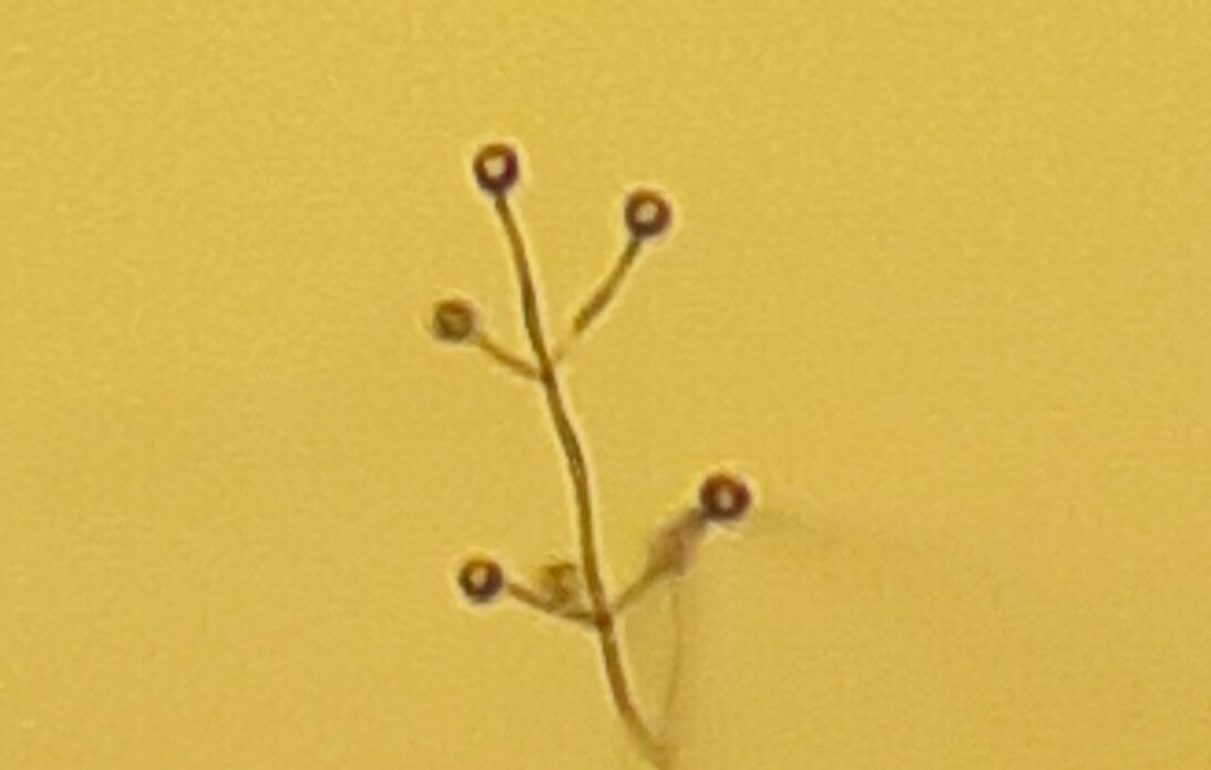 Enfermedad CAF20
