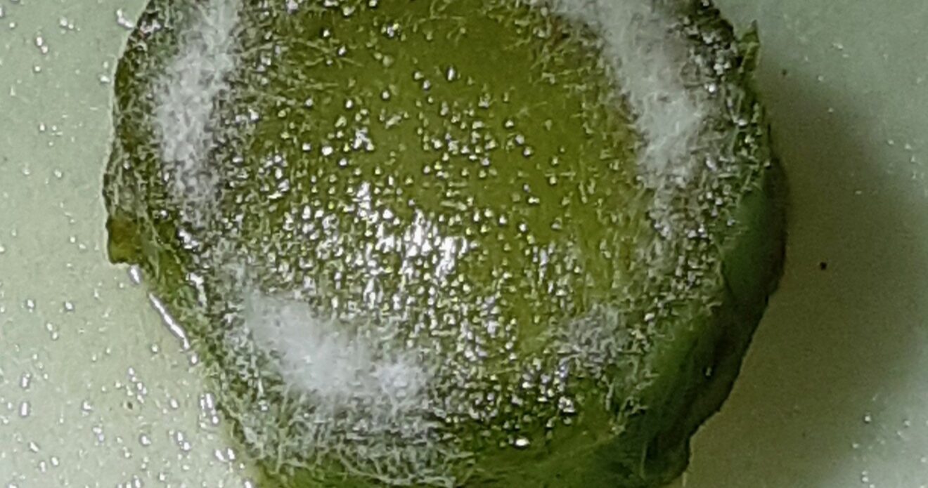 Enfermedad CAF9